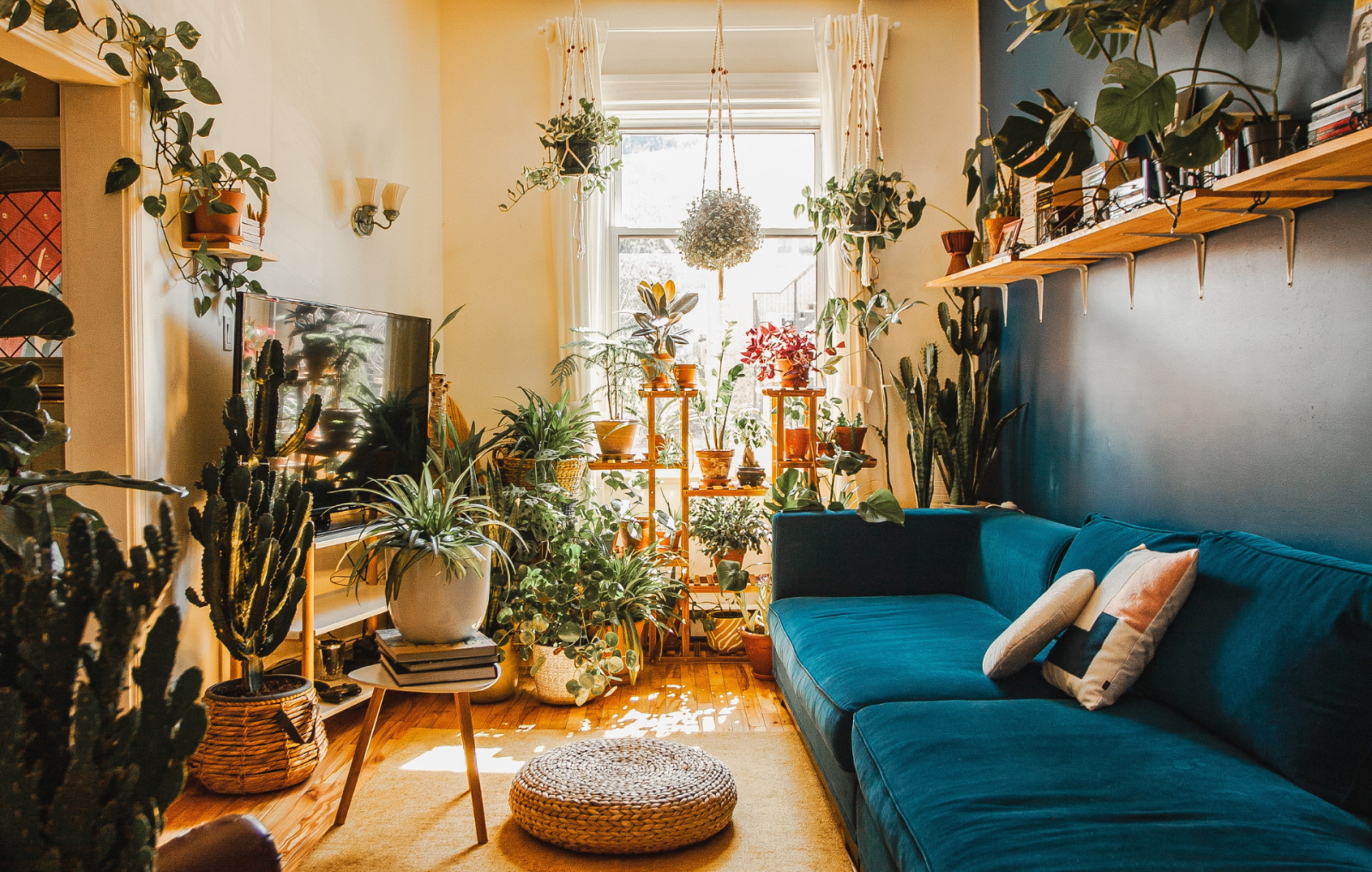 indoor plants in living room