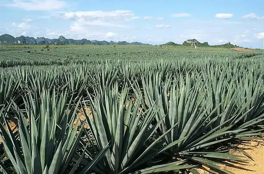 sisal plants growing for rug production
