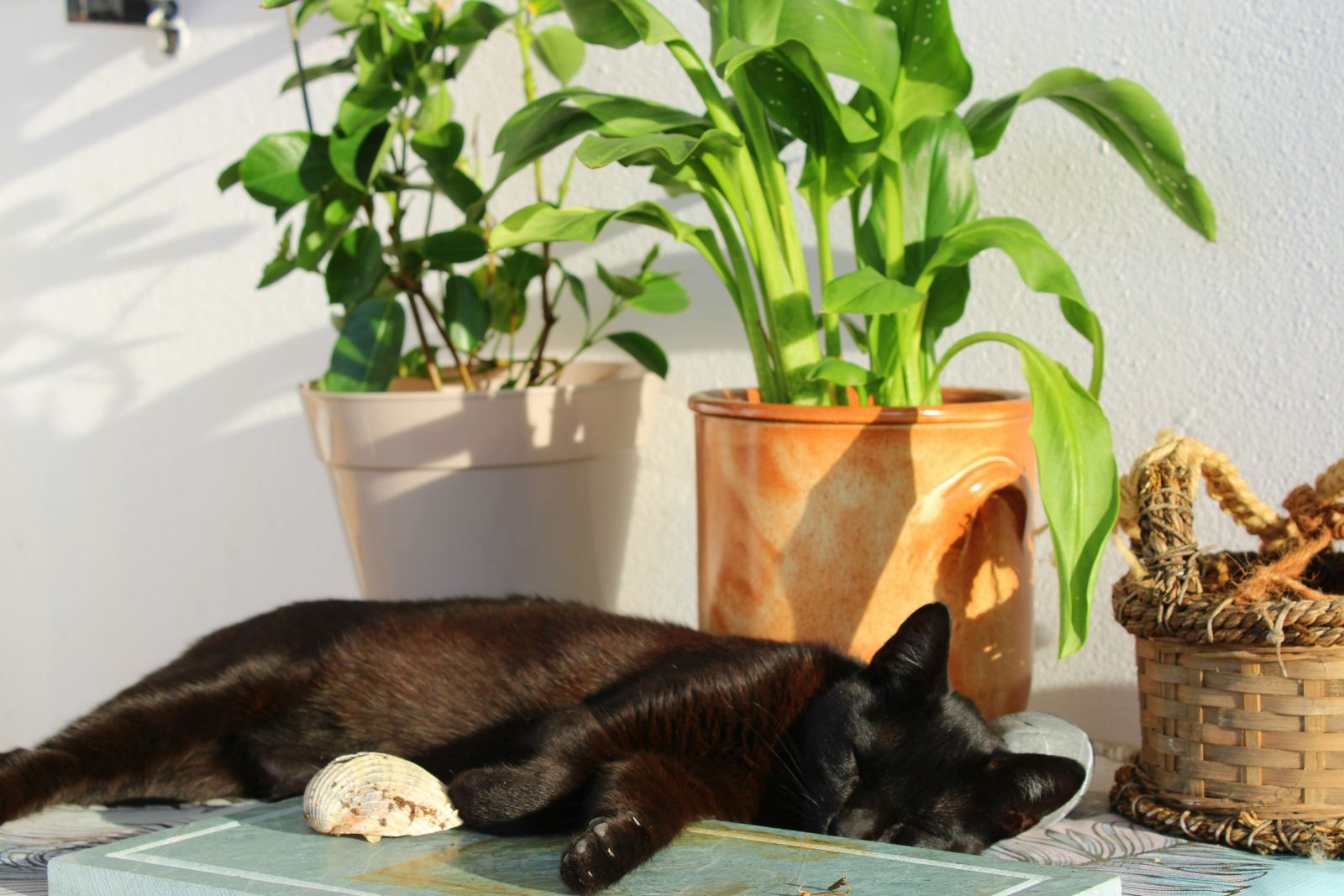 cat lying in sun