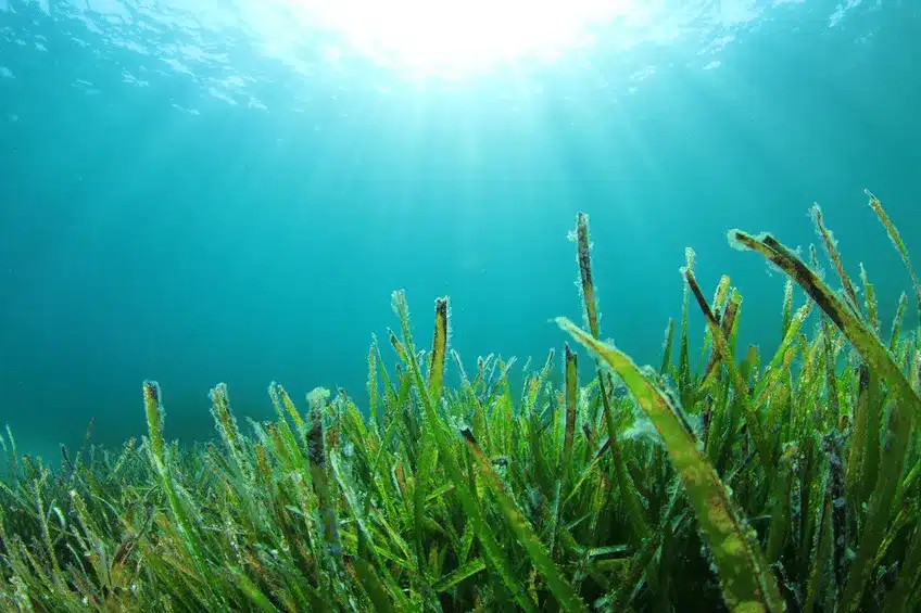 seagrass growing